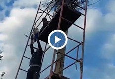 Спасителна акция за две малки щъркелчета в кубратското село Божурово