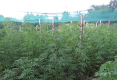 Специализирана полицейска операция по линия производство и разпространение на наркотични