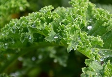 В България къдравото зеле кейл набира все по голяма популярностЛистното зеле отдавна