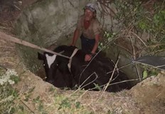 Необичайната акция се провела в село СотиряПожарникари спасиха крава паднала