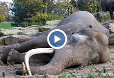 Майка слоница и малкото ѝ попадат в опасна ситуация в ТайландДраматично