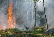 99 от горските пожари в Централна Северна България възникват в