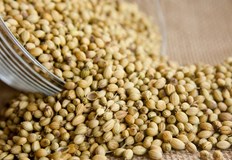 Кориандърът произлиза от гръцката дума корис което означава дървеница поради