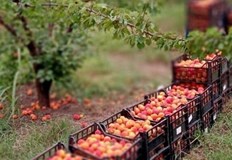 Производителите се оплакват от ниски изкупни цениВ Силистренско започна кампанията