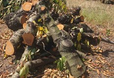 Черешите гният на дървото берат дървен материалДунавски овощари започват да