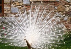 Ветеринарните лекари не са успели да спасят екзотичната птицаБезотговорно отношение