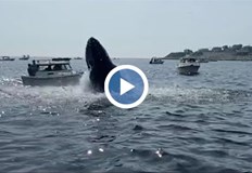 Срещата между кита и малкия кораб беше заснета от камераКит излезе