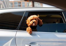 Експертите подчертават че любовта към животните е едно от най важните