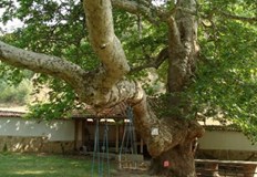 Край манастира Св Георги Победоносец до пловдивското село Белащица расте