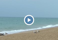 Притеснителна статистика показва голям брой мъртви делфини по Северното Черноморие От