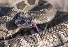 Това обаче не предвещава бейби бум за отровните същества в