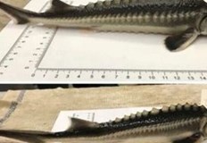 Унгарски учени са създали нов животински хибрид в лабораторни условия Унгарски