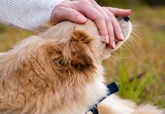 Според иранският парламент те са символ на Запада Иранският парламент обмисля