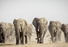 В Мозамбик петима души загинаха след сблъсък със стадо диви