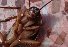 Никой не иска хлебарки в дома си Те са доста досадни