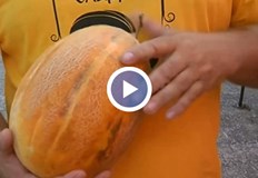 В село Българево по традиция в разгара на лятото се