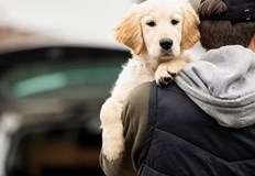 Сигнал за поредна схема на кражба на кучета този