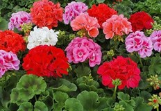 Мушкатото е сред онези растения които всеки обича да отглеждаЦветето