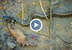 Нашествие от змии това лято Затова алармираха зрители на Високите температури