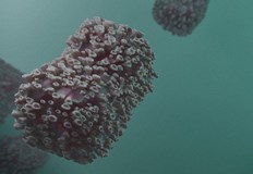 Здравните служители на САЩ твърдят че не разполагат с достатъчно