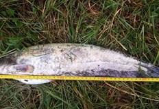 Иззети са мрежа с дължина 50 м и кош за