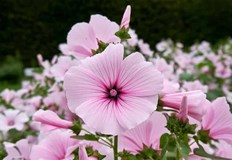 Всеки човек иска да притежава поне едно красиво цвете в