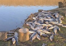 Поне 10 тона е мъртвата риба в язовир Студен кладенец Това