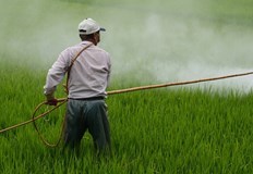 През лятото на рафтовете в магазините се появяват много зеленчуци