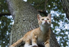 Две излизания са имали пожарникарите през изминалото денонощиеЕкип от Втора