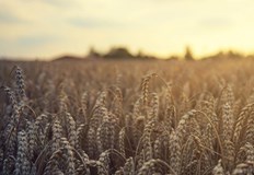 Земеделската земя във Варненско се е повишила с над 13