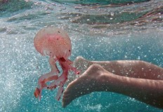 На повечето места няма големи и опасни медузи но е хубаво