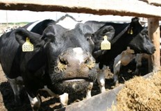 Сегашните пазарни условия поставят нови предизвикателства пред животновъдите Колко млечни