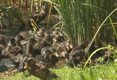 Екологична акция за запазване на популацията на дивите птициНад 2000