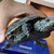 Откриха застрашен вид костенурка в центъра на Хасково