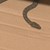 Змията, намерена в столичен жилищен блок, вече си има нов дом