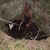 Спасиха крава, паднала в шахта в Сливенско