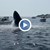 Кит се удари в лодка край бреговете на САЩ