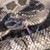 Учени: Гърмящите змии вероятно са единствените, доволни от климатичните промени