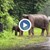Уникална спасителна операция: Как се прави сърдечен масаж на слон