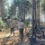 Големият пожар край Пазарджик опустоши над 1000 декара борова гора
