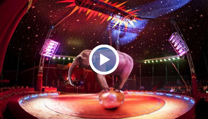 Предвиждат се и турнета в няколко областни града в България, като Пловдив и Русе, където има пригодени зали