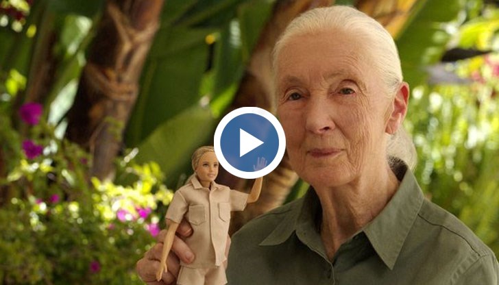 Куклата има дори свое шимпанзе