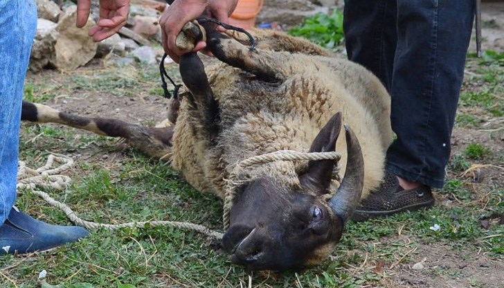 Животното се коли по повод празника Курбан Байрам