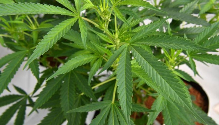 Открити са също и приспособления за разтегляне и приготвяне на изсушената тревна маса, както и металотърсач и кармични части от предмети