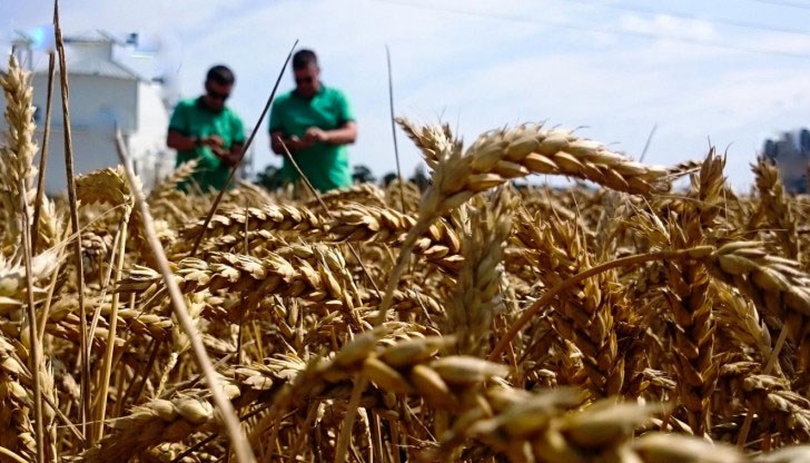 Местните производители са ощетени заради дъмпинговите цени