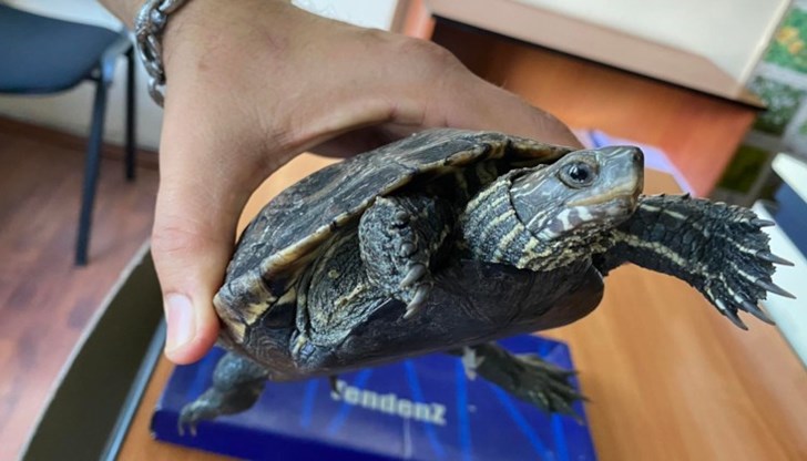 На влечугото случайно се натъкнал експертът Стоян Литов