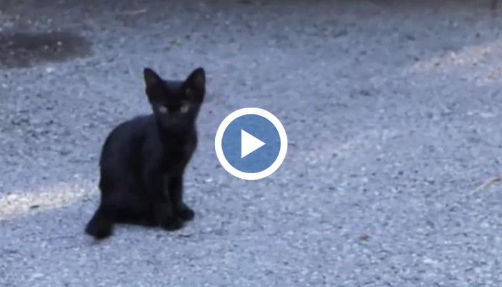 Животинката издъхва в ръката на съседка