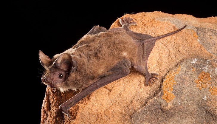 Бразилските прилепи (Tadarida brasiliensis) са широко разпространени в южните райони на Съединените щати, Мексико и много щати на Южна Америка