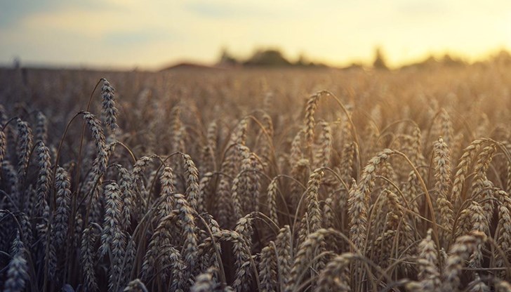 Чикагската пшеница поевтиня с повече от един процент, докато британската и парижката пшеница се повишиха с малко над половин процент
