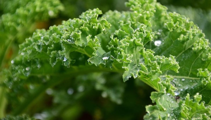 Това е вид къдраво зеле Това е вид къдраво зеле